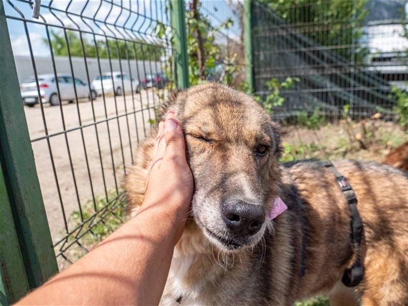 TITANIA-Samtene Riesin sucht passendes Körbchen zum einkuscheln