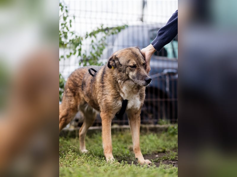 TITANIA-Samtene Riesin sucht passendes Körbchen zum einkuscheln