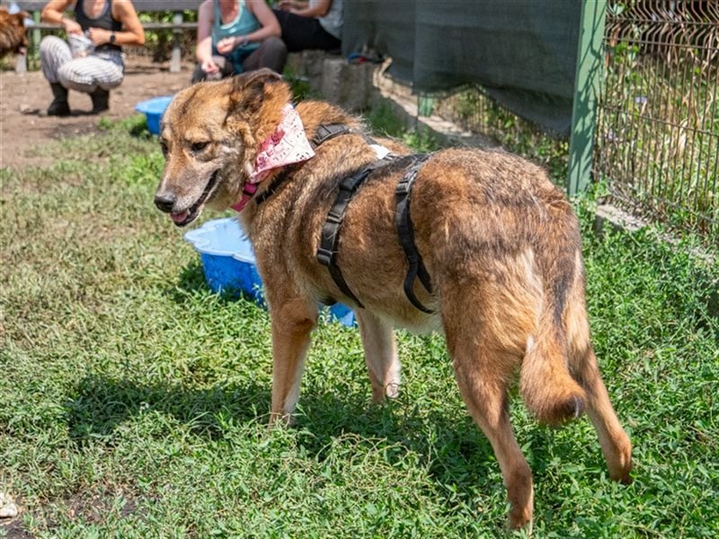 TITANIA-Samtene Riesin sucht passendes Körbchen zum einkuscheln