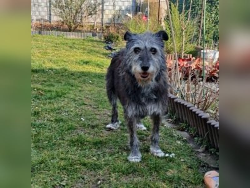 Bezaubernde ASHANTI *NOTFALL* -eine wahre Seelenhündin