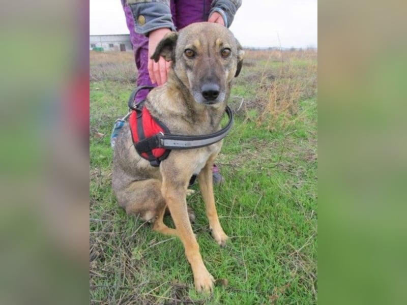 ALIKA sucht ein liebevolles Zuhause!