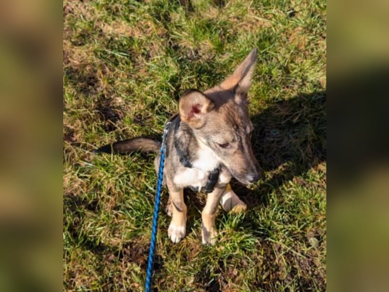 Zarte Tammi sucht dringend Hundekenner mit Herz
