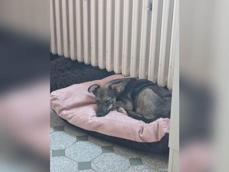 Zarte Tammi sucht dringend Hundekenner mit Herz