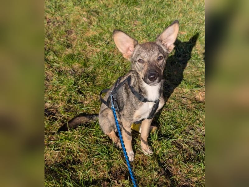 Zarte Tammi sucht dringend Hundekenner mit Herz