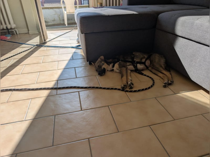 Zarte Tammi sucht dringend Hundekenner mit Herz