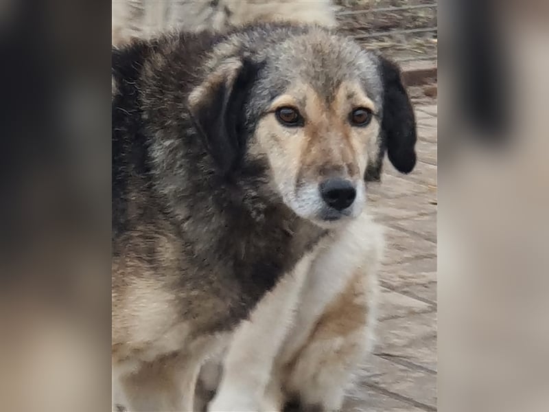 Ronja: Hundeomi möchte 1x Liebe spüren