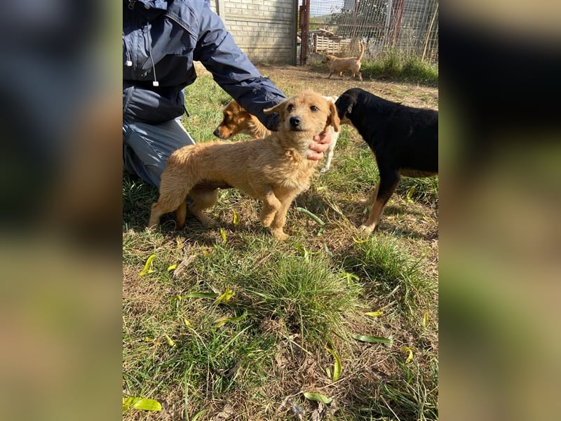 Bambi, eine Seele für`s Herz