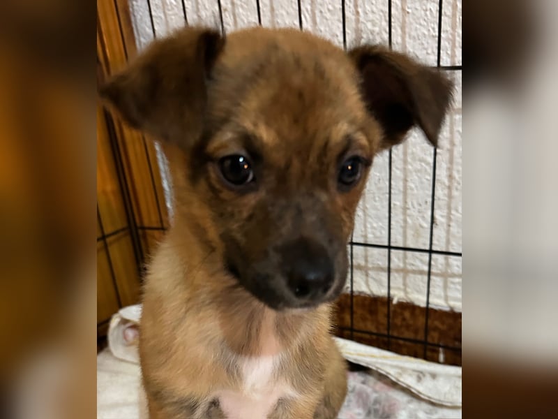 PEPITA - zuckersüße kleine Hündin