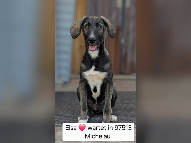 Elsa wartet in 97513 Michelau
