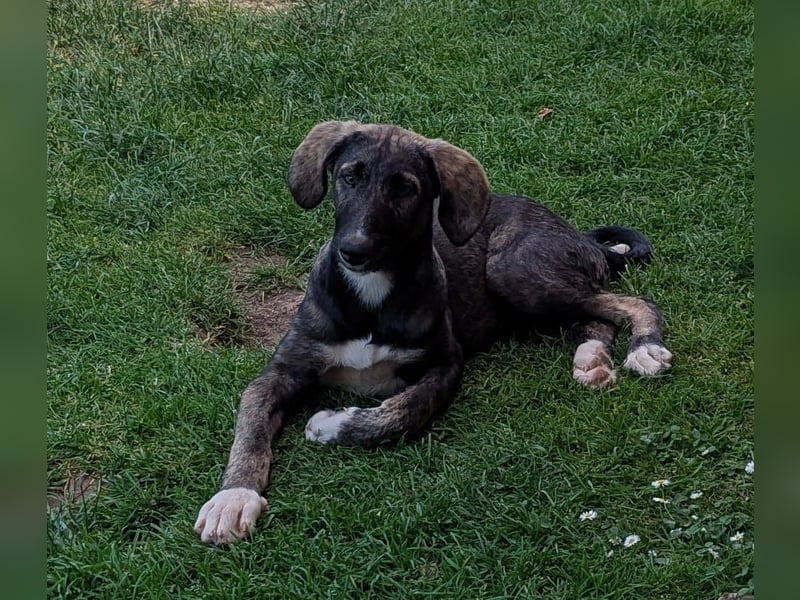 Elsa wartet in 97513 Michelau