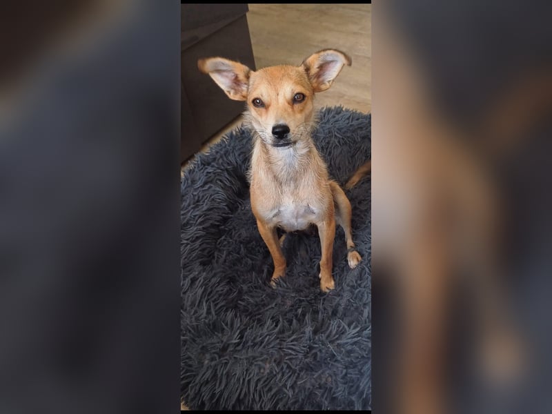 Pixie - Zarte Mama sucht ein eigenes Körbchen