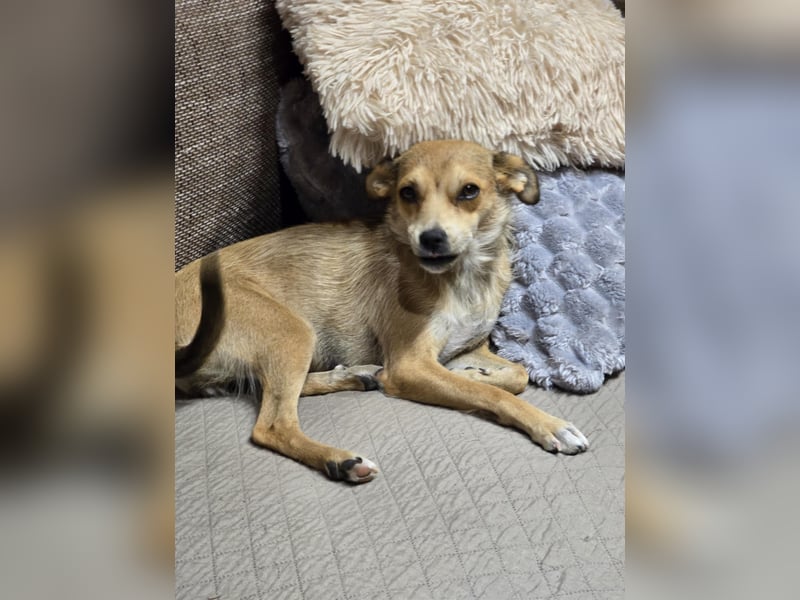 Pixie - Zarte Mama sucht ein eigenes Körbchen