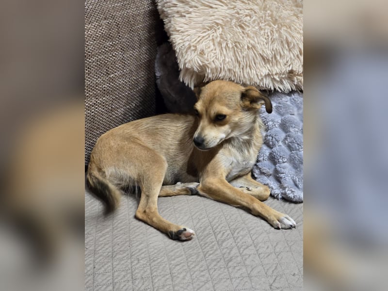Pixie - Zarte Mama sucht ein eigenes Körbchen