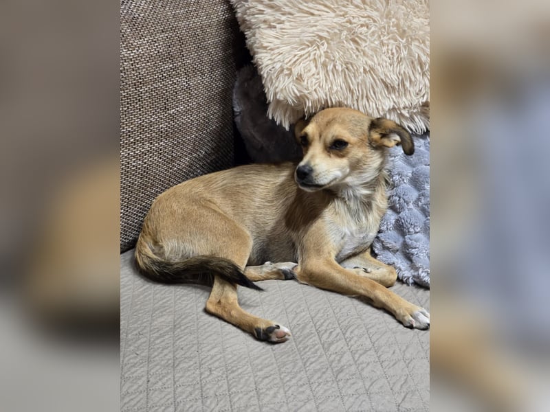 Pixie - Zarte Mama sucht ein eigenes Körbchen