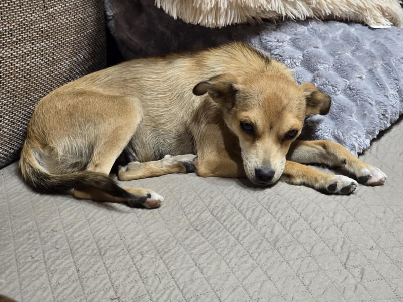 Pixie - Zarte Mama sucht ein eigenes Körbchen