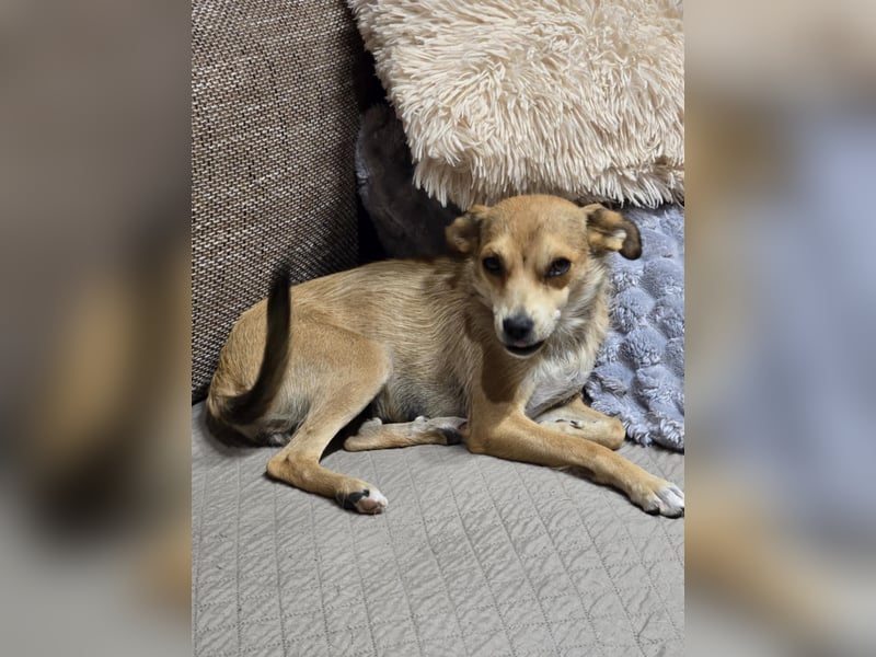 Pixie - Zarte Mama sucht ein eigenes Körbchen