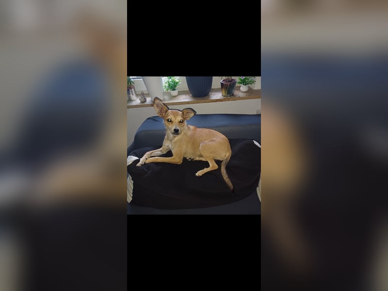 Pixie - Zarte Mama sucht ein eigenes Körbchen