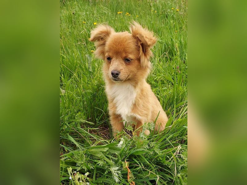 Kleine Holly(4,5 Monate,22 cm,3,5 kg) sucht liebevolles Zuhause