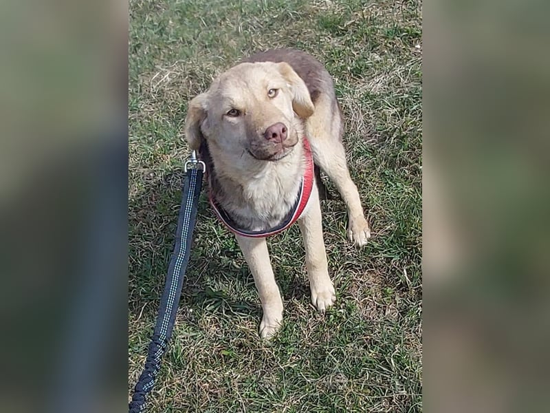 Süße Frieda sucht liebevolles Zuhause