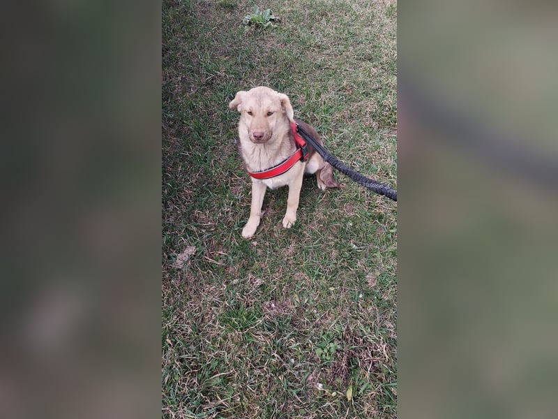 Süße Frieda sucht liebevolles Zuhause
