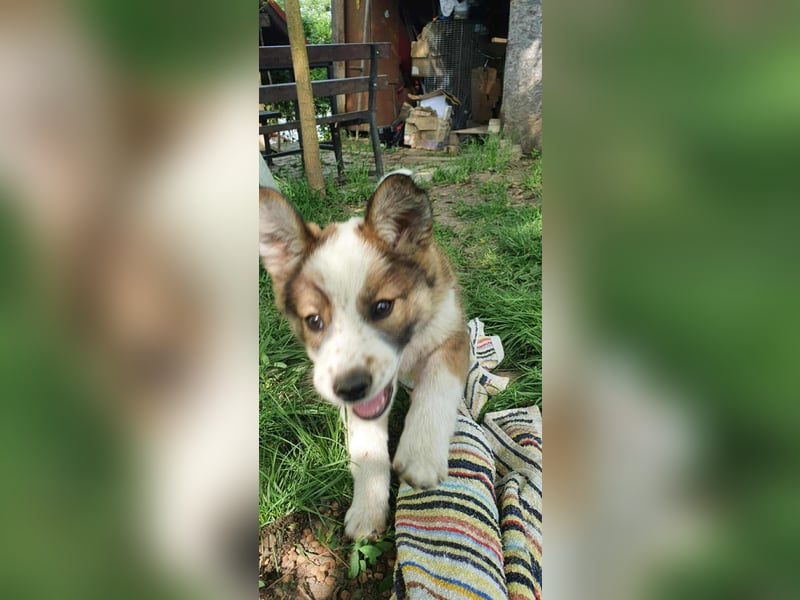 Hundemädchen Nelly sucht liebevolles Zuhause