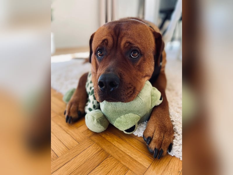 Labrador-Mischling Rose sucht neues Zuhause