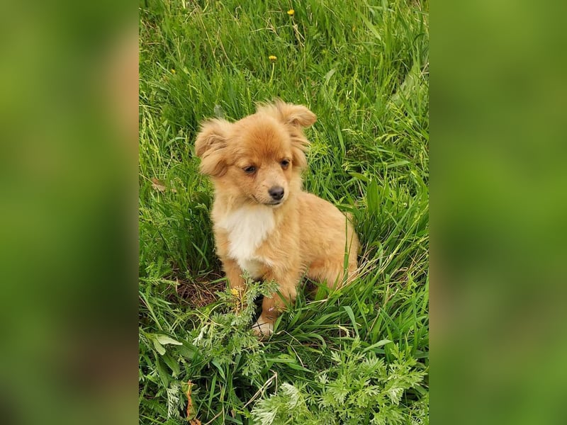Kleine Holly(4,5 Monate,22 cm,3,5 kg) sucht liebevolles Zuhause