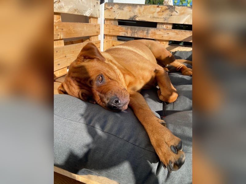 Labrador-Mischling Rose sucht neues Zuhause