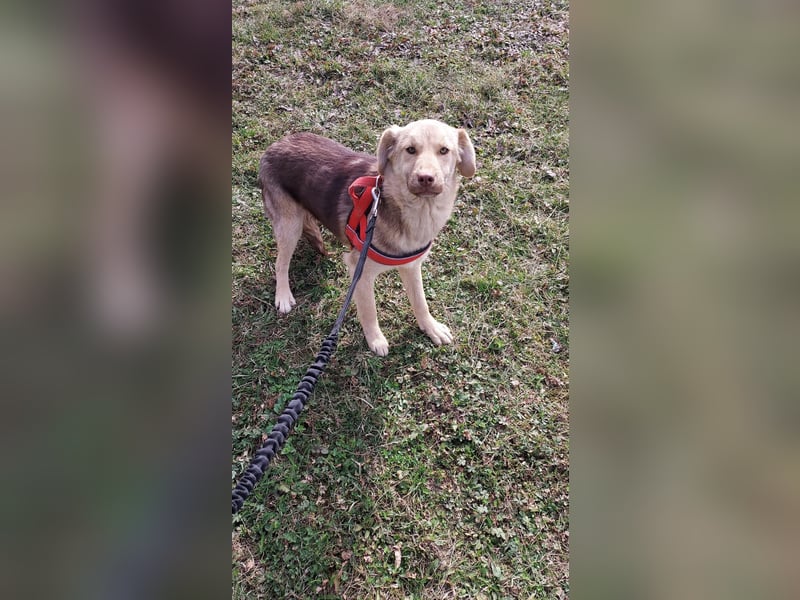 Süße Frieda sucht liebevolles Zuhause