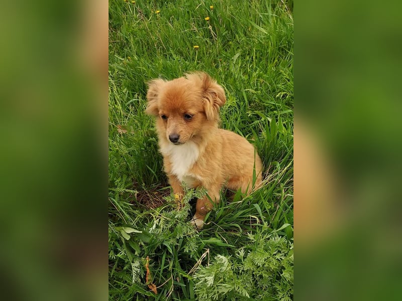 Kleine Holly(4,5 Monate,22 cm,3,5 kg) sucht liebevolles Zuhause
