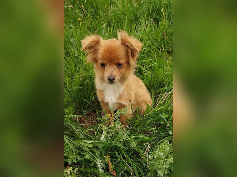 Kleine Holly(4,5 Monate,22 cm,3,5 kg) sucht liebevolles Zuhause