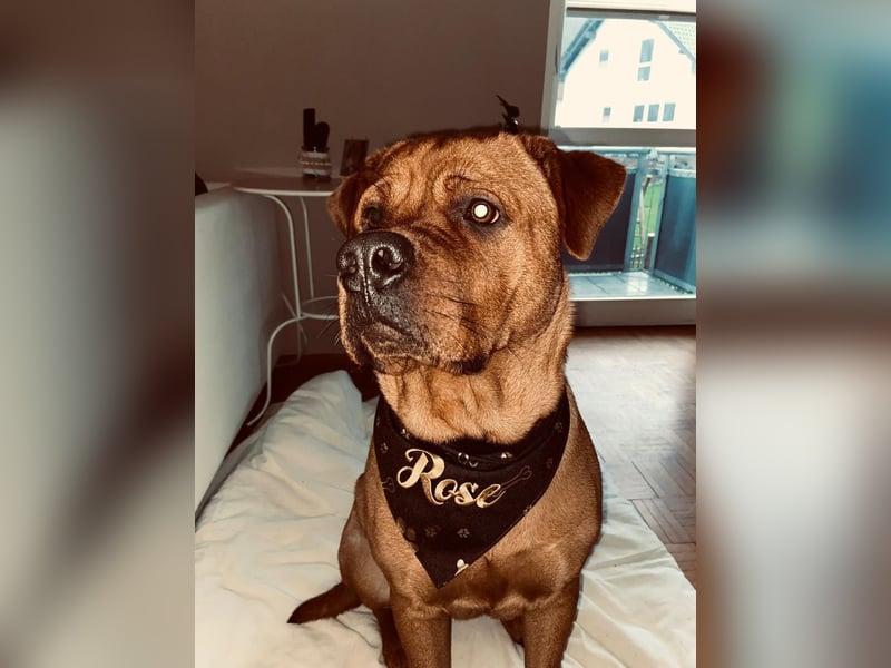 Labrador-Mischling Rose sucht neues Zuhause
