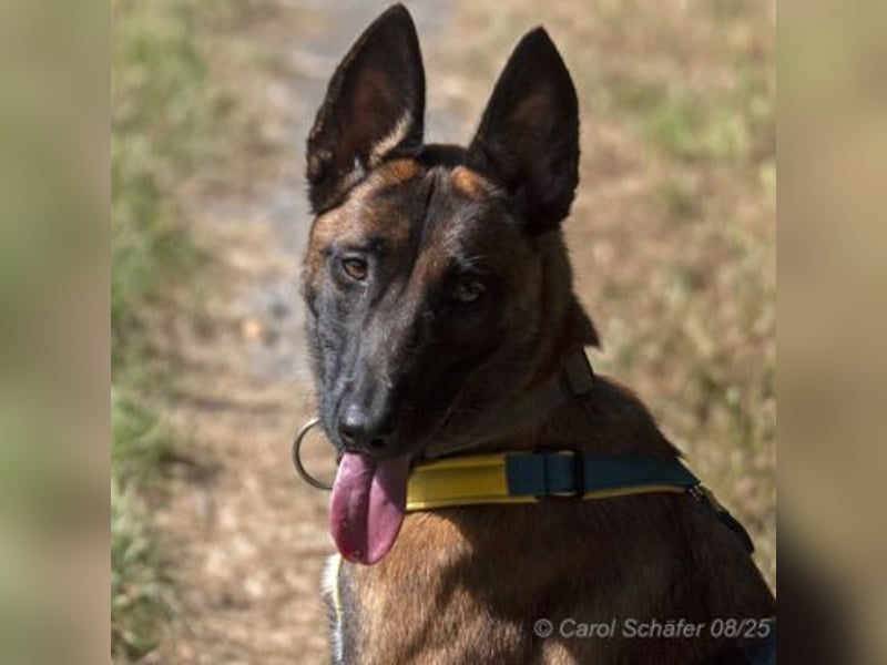 Stella ist super sportlich und sehr intelligent