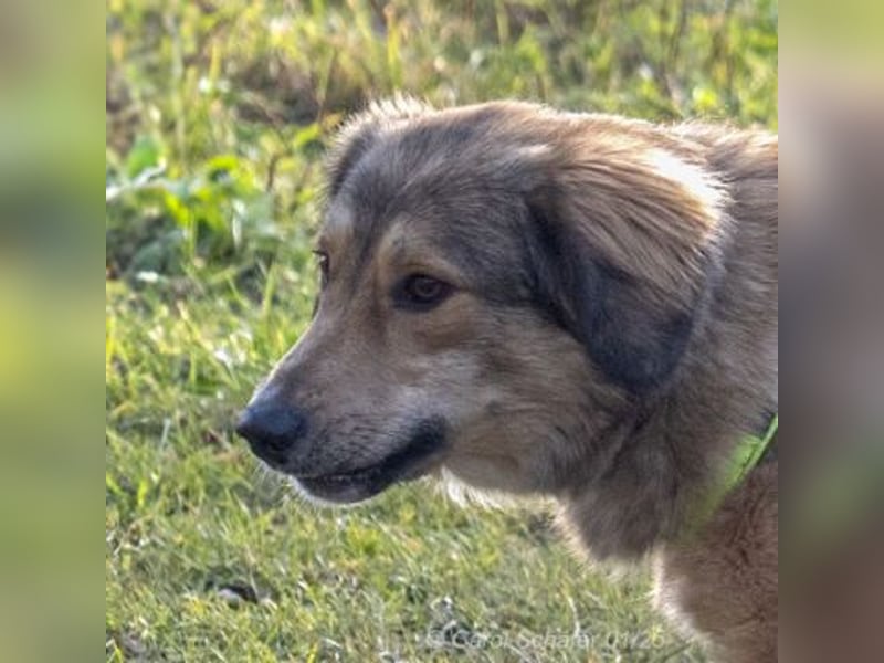 Sibil ist noch sehr ängstlich