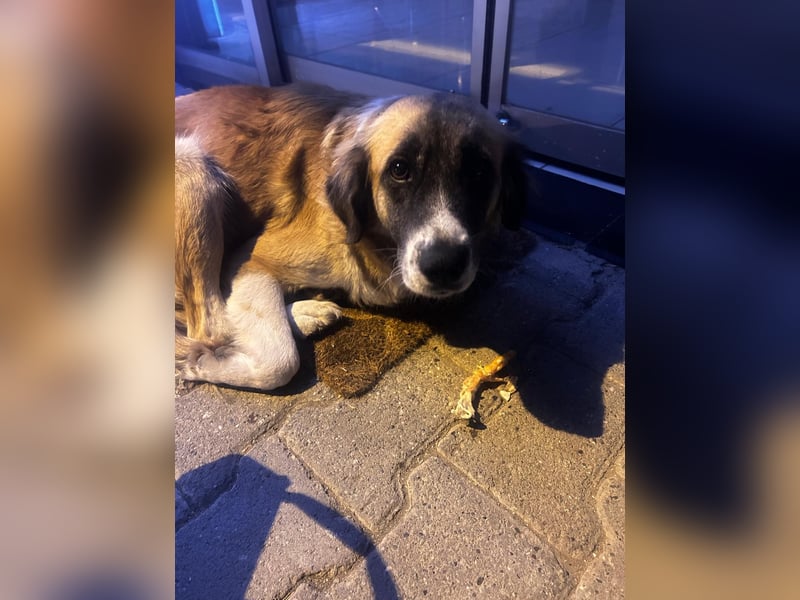 Nazil – Eine wahre Kämpferin sucht ihr Zuhause