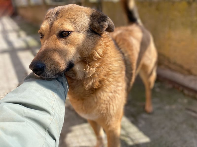 Molly- auf der Suche nach ihren Menschen