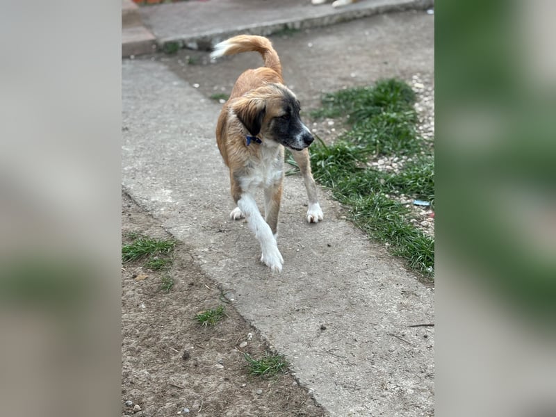 Nazil – Eine wahre Kämpferin sucht ihr Zuhause