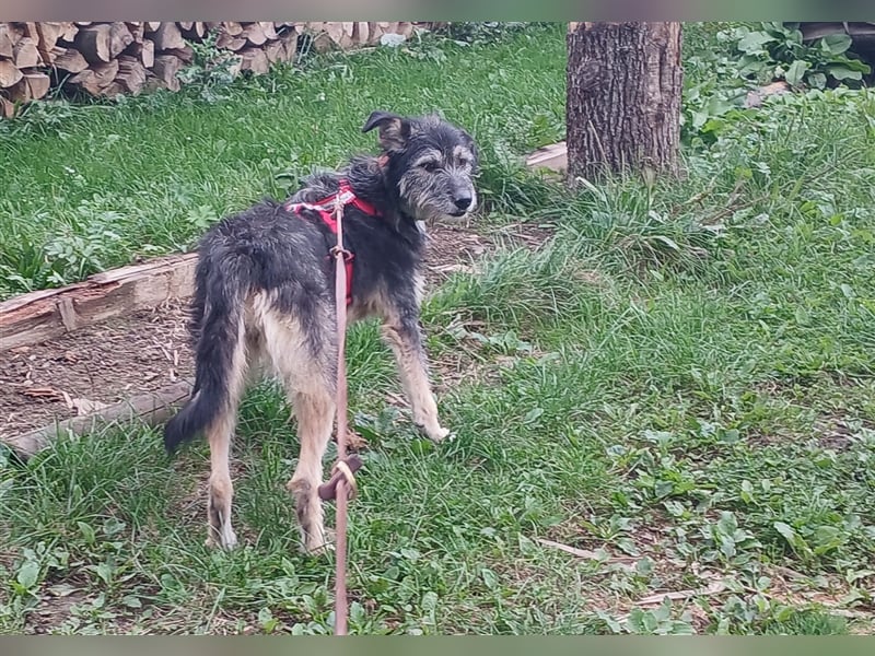 Hündin Neoma wartet auf Besuch in 61250 Usingen