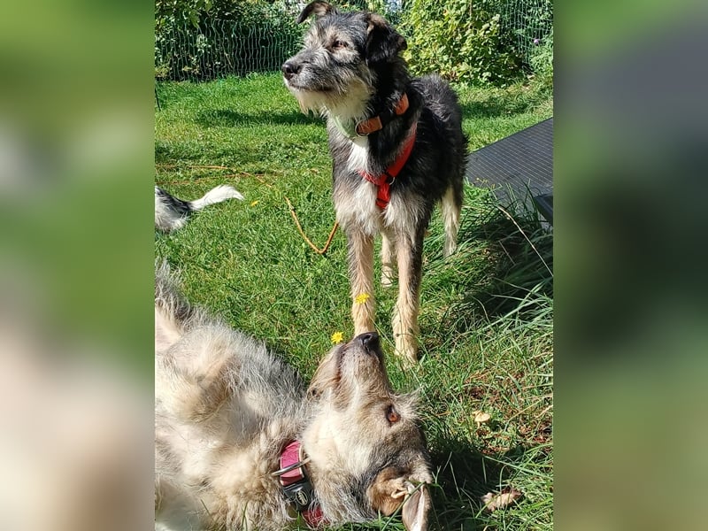 Hündin Neoma wartet auf Besuch in 61250 Usingen
