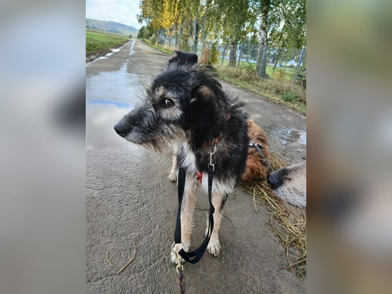 Hündin Neoma wartet auf Besuch in 61250 Usingen
