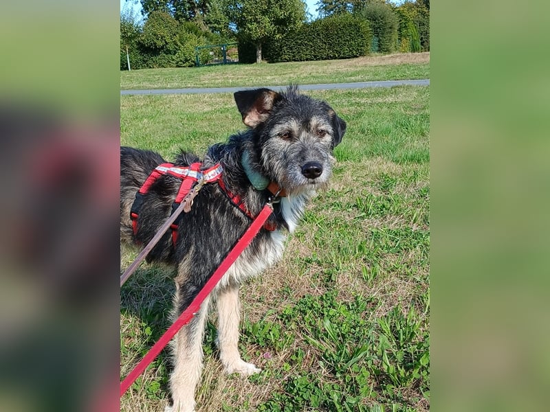 Hündin Neoma wartet auf Besuch in 61250 Usingen