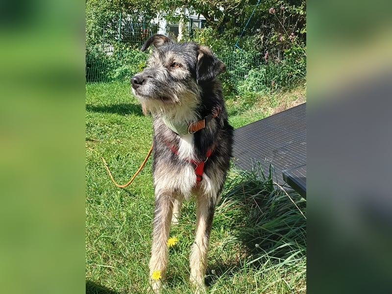 Hündin Neoma wartet auf Besuch in 61250 Usingen