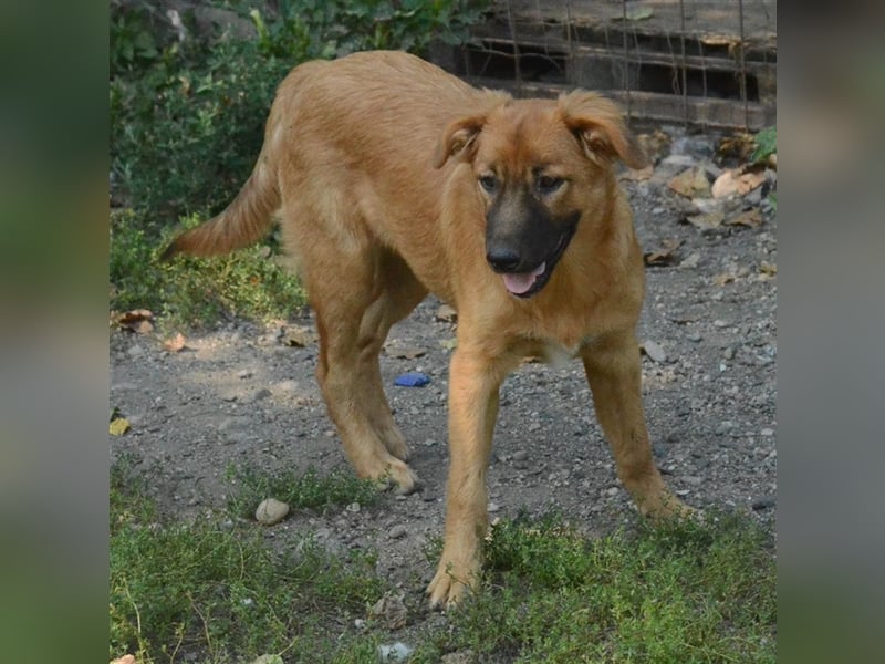 CORA sucht ein sehr ruhiges Zuhause