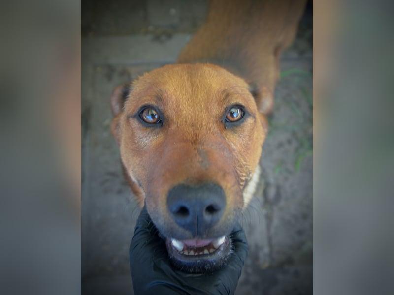 TILLY - sportliche, junge Hündin sucht Familie