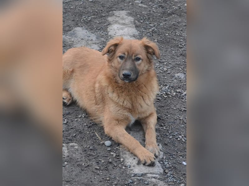 CORA sucht ein sehr ruhiges Zuhause
