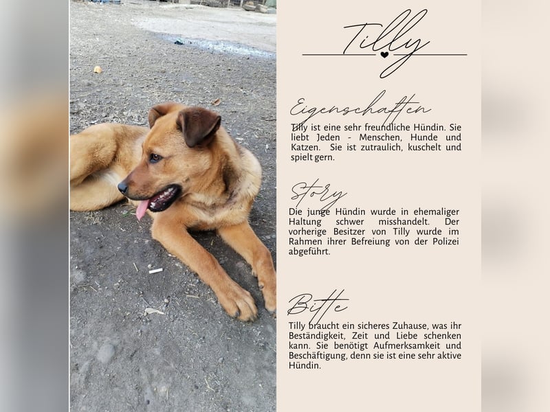 TILLY - sportliche, junge Hündin sucht Familie