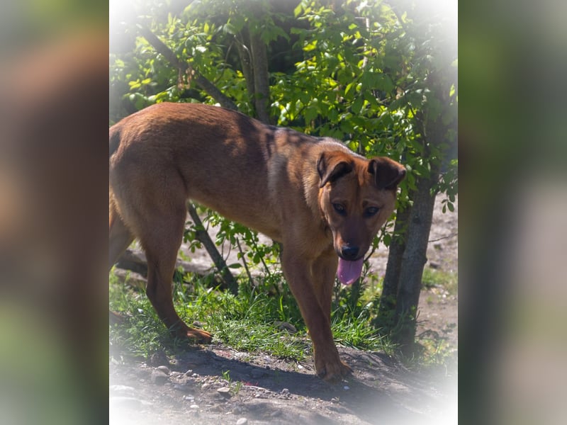 TILLY - sportliche, junge Hündin sucht Familie
