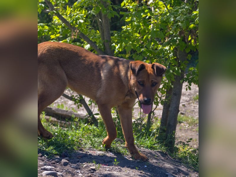 TILLY - sportliche, junge Hündin sucht Familie