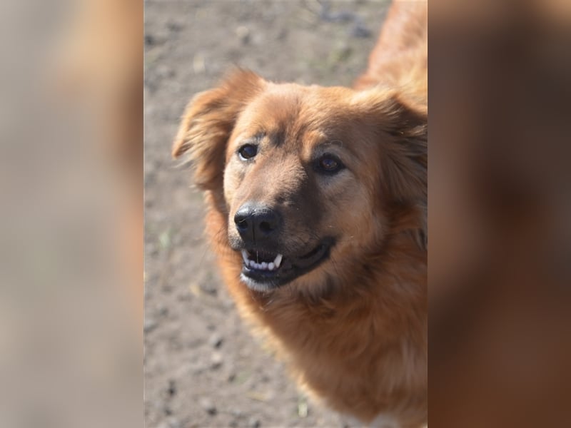 CORA sucht ein sehr ruhiges Zuhause