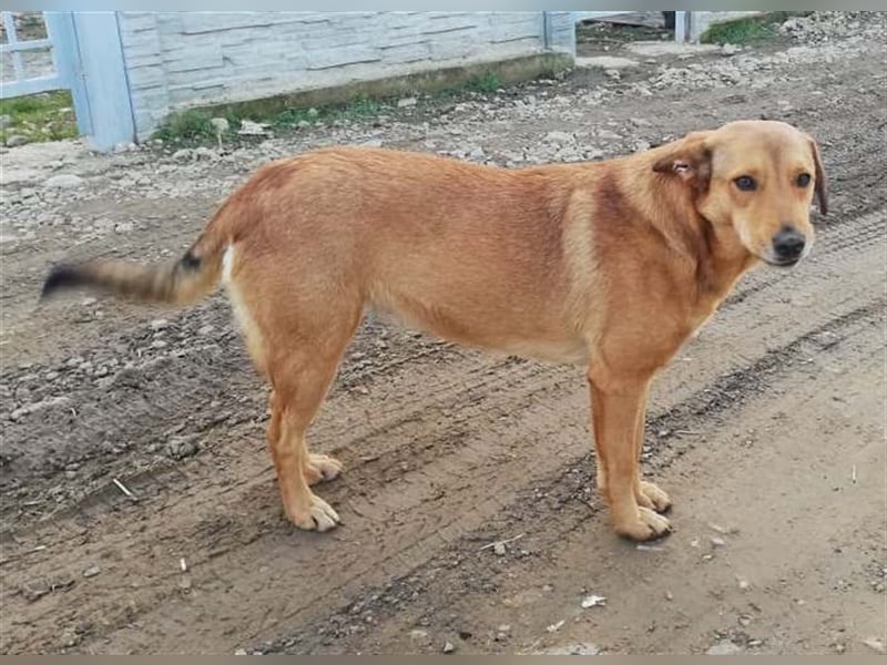 LILLI sucht ein liebes Zuhause